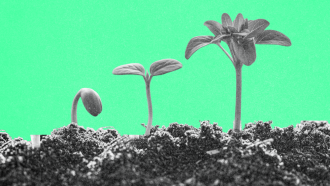 A seedling growing in stages